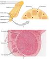 Nerve structure