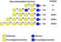 P1PK antigen structures