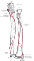 Olecranon process of the ulna