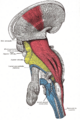 Cerebral peduncle