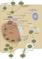 Poxviridae cycle