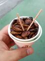 Insects as food