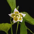 Capsicum baccatum flower