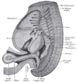 Gray's Anatomy Plate 986