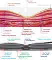 Histological image of the macula