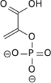 Phosphoenolpyruvate