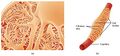Podocytes in the kidney