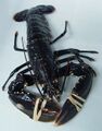 European Lobster