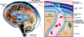 Cerebrospinal fluid circulation
