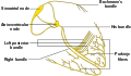 Conduction system of the heart without the heart