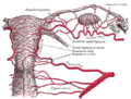Ovarian artery and its branches