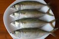 Indian mackerel