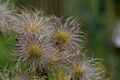 Pulsatilla vulgaris bokeh