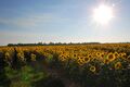 Common_sunflower