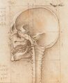 View of a Skull III