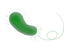 Pseudomonas Aeruginosa