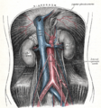 Diagram of the arteries of the pelvis