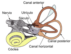 Vestibular System