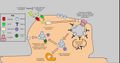 AMPA receptor endocytosis