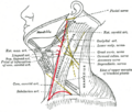 Anatomy of the neck showing the posterior triangle