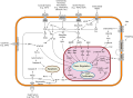 Signal transduction pathways