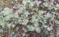 Clover