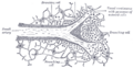Gray's Anatomy illustration of the stomach and spleen