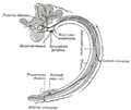 Posterior branches of thoracic nerves