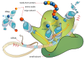 Gene expression