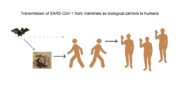 SARS-CoV-1 mammals as carriers