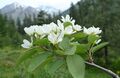 Amelanchier alnifolia var. semintegrifolia