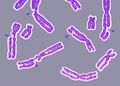 Broke Chromosome