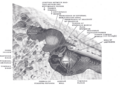 Promontory of tympanic cavity