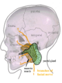 Diagram of the parotid gland