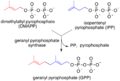 Terpene