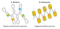 Nucleoid structure