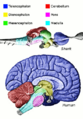 Regions of the vertebrate brain