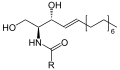 Structure of ceramide