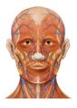 Anterior view of head anatomy
