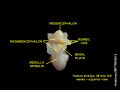 Hindbrain of human embryo