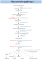 Mevalonate pathway
