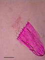 Spinoloricus, an anaerobic organism