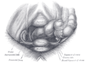 Diagram of the large intestine showing taenia coli