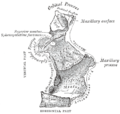 Sphenopalatine foramen