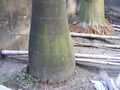 Plant stem