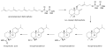 Biosynthesis of levopimaric acid