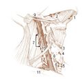 Illustration of lymph chain