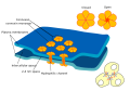 Gap junctions in cells.