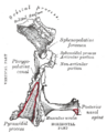 Sphenopalatine foramen