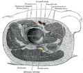 Gluteus minimus